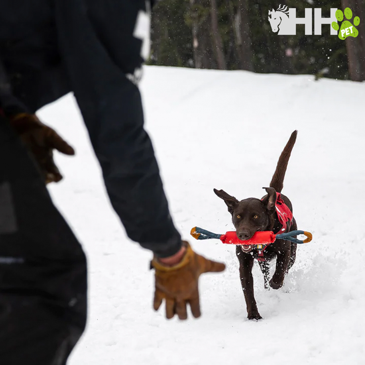 Cão castanho a correr na neve com brinquedo, pessoa de luvas à frente