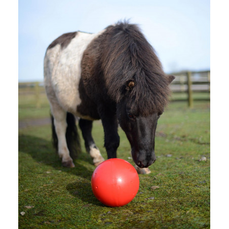 Pônei preto e branco com bola vermelha em relva