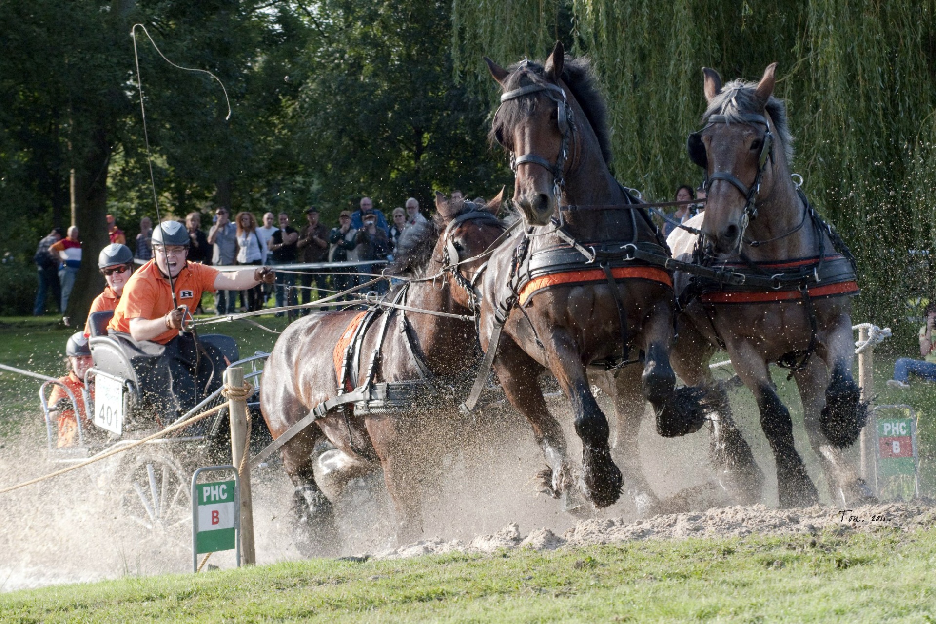 Carruagem puxada por três cavalos marrons escuros com arreios pretos e laranja em terreno lamacento
