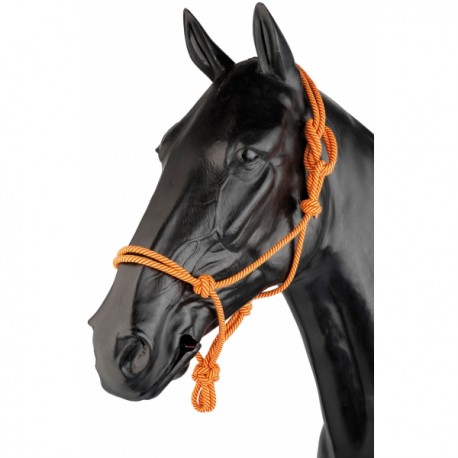 Cabeça de cavalo preto com cabresto laranja
