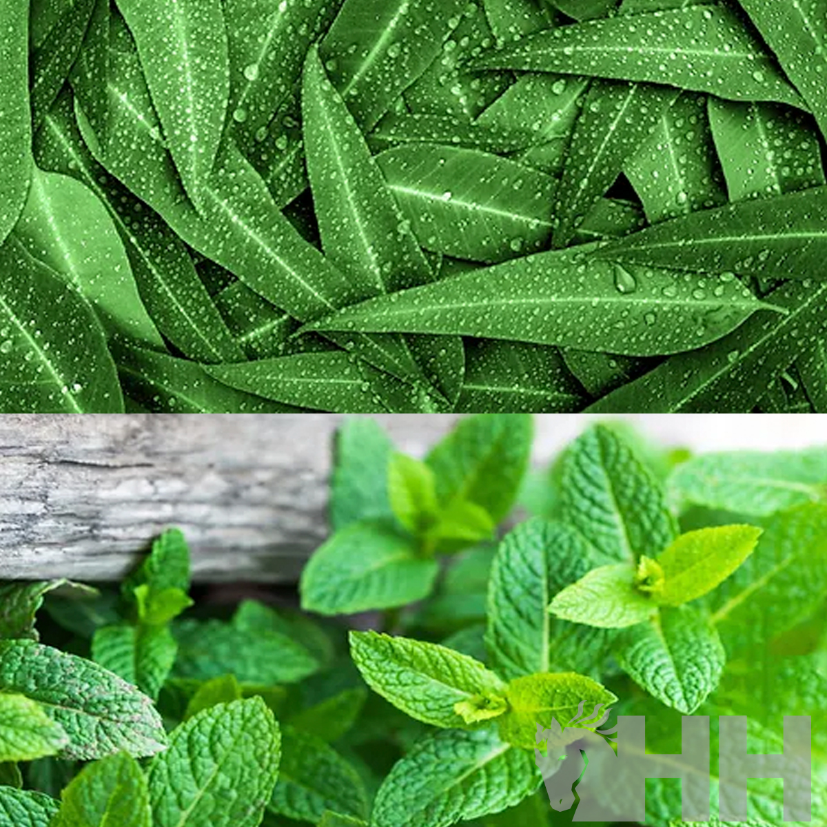 folhas verdes com gotas de água e hortelã