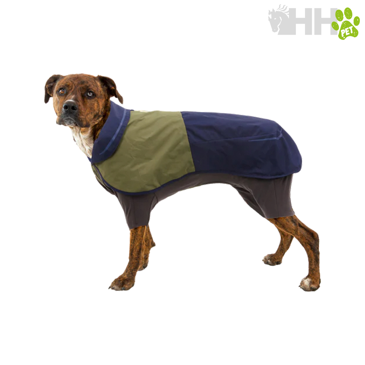 Cão com casaco impermeável azul, verde e cinzento