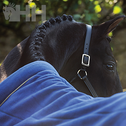 Cavalo preto com crina trançada e manta azul em ambiente ao ar livre
