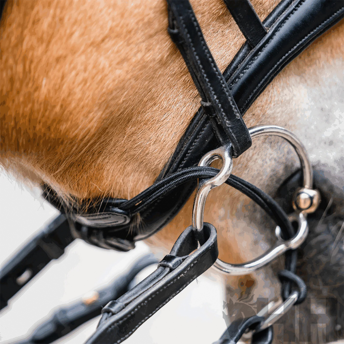 Cabeça de cavalo com peitoral de couro preto e metal