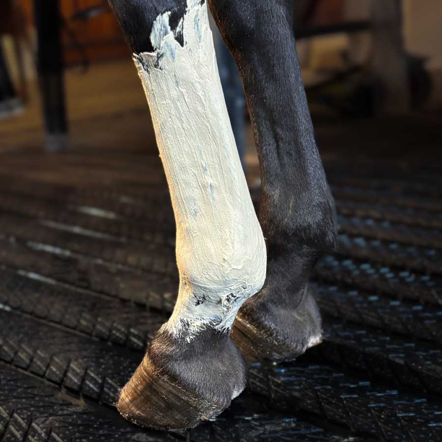 Patas traseiras de cavalo, uma pintada de branco