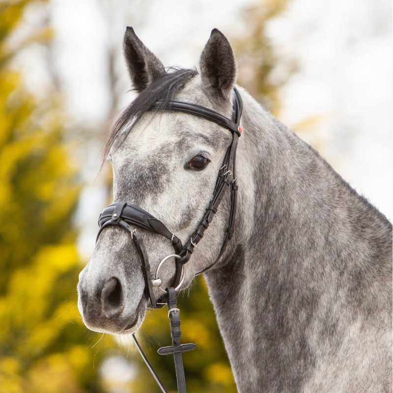 Cavalo cinza com rédeas de couro preto e focinheira acolchoada