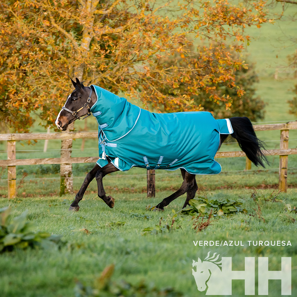 Cavalo com manto verde/azul turquesa a correr num campo