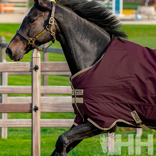 Cavalo preto com manta vinho e detalhes bege num ambiente externo