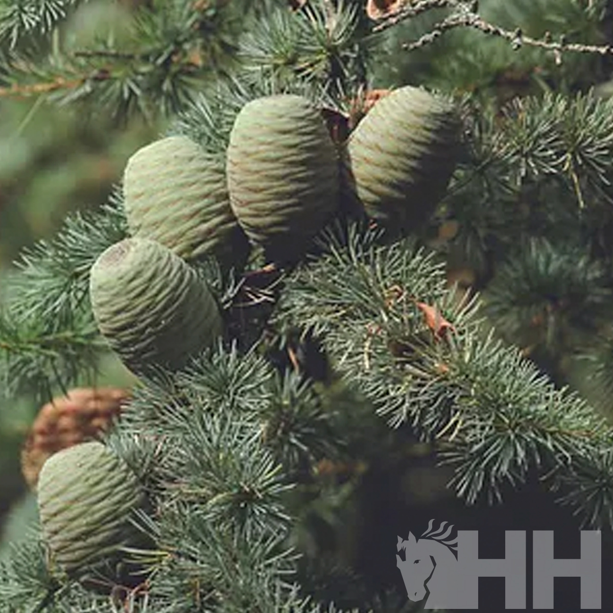 Galho de conífera com cones verdes e agulhas