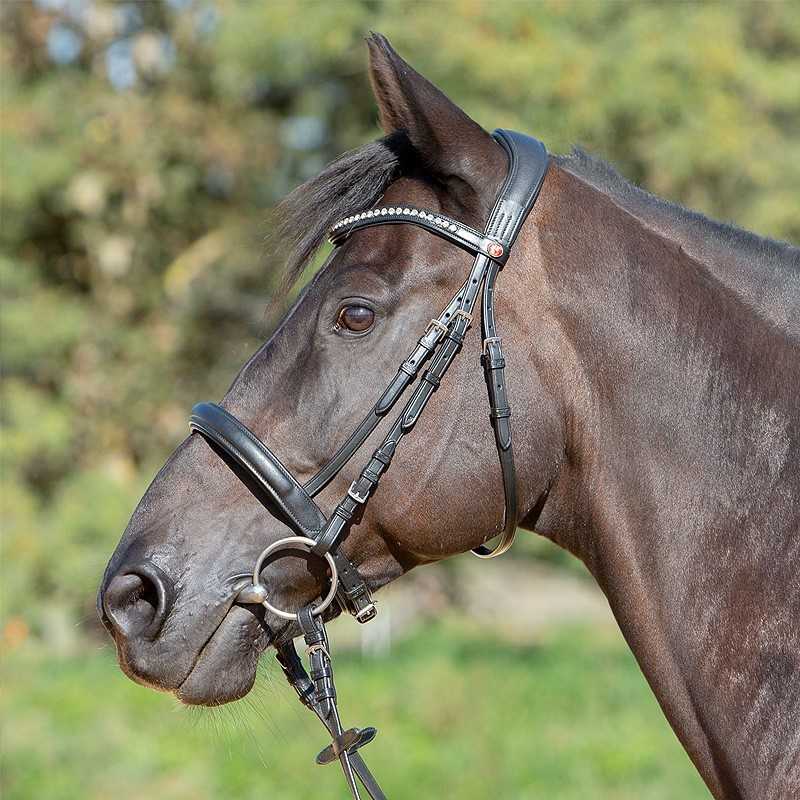 Cavalo castanho com brida preta em ambiente exterior