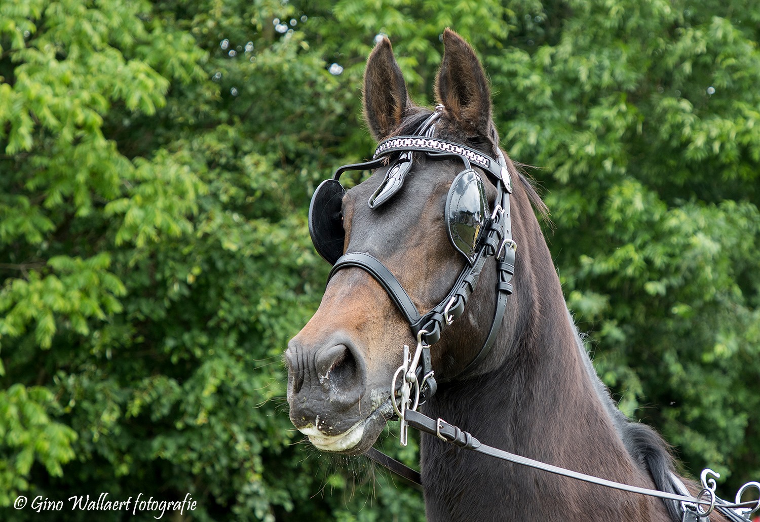 Cavalo castanho escuro com mordaça de couro preto e óculos escuros