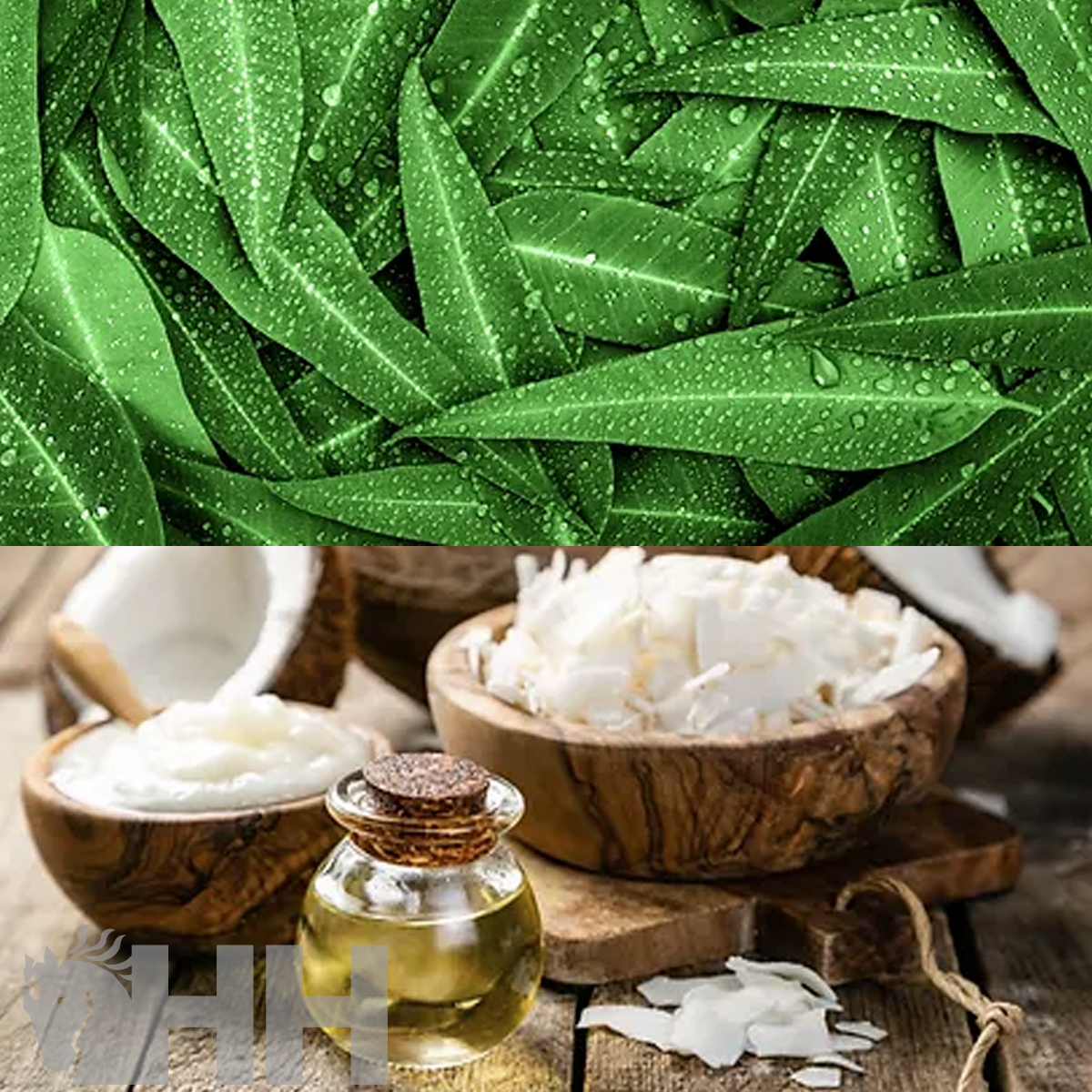 Folhas verdes com gotas de água e tigelas de madeira com creme branco, coco e frasco de óleo