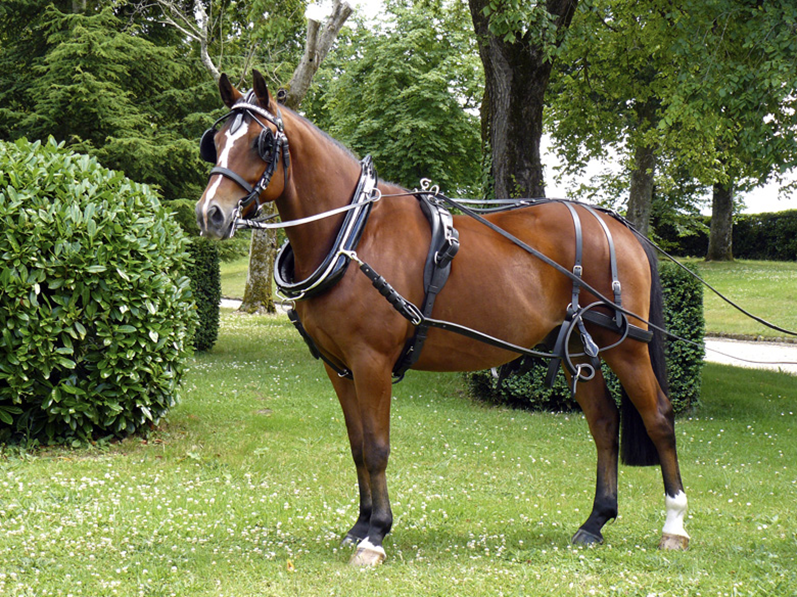 Cavalo castanho com arreios de couro num jardim verde