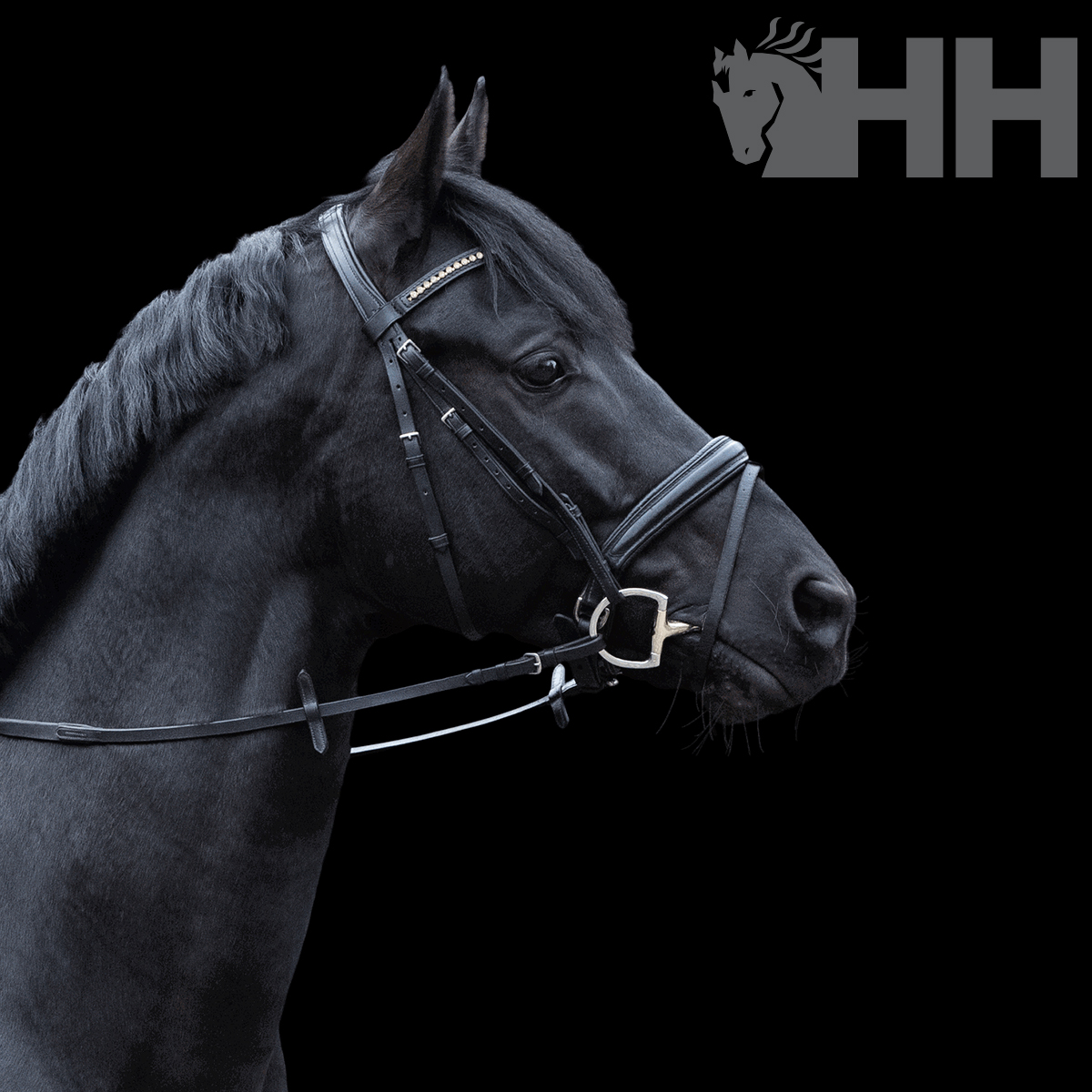 Cavalo preto com cabresto e rédea de couro preto sobre fundo preto com logo 'HH'