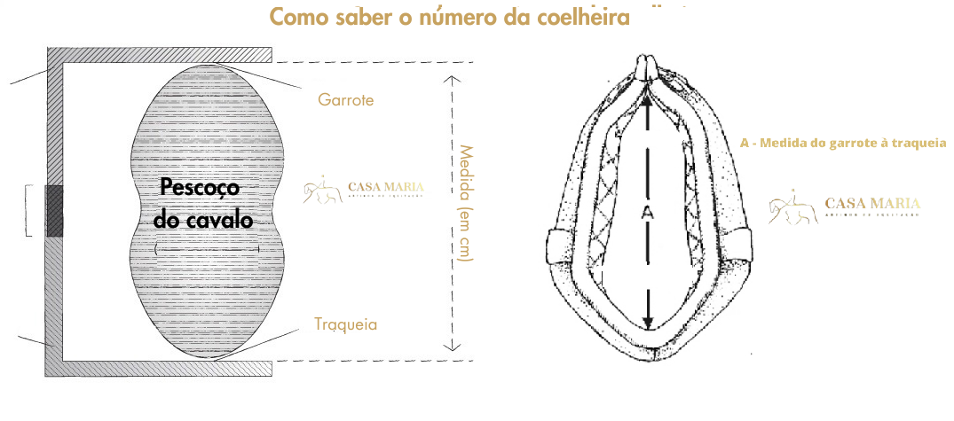 Qual a medida adequada de coelheira para o meu cavalo? Esquema a preto e branco para medir o pescoço do cavalo com texto explicativo