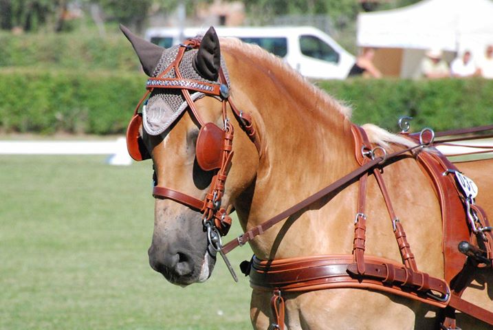 Cavalo com arreios de couro castanho e máscara protetora cinzenta num campo com veículos e tenda ao fundo
