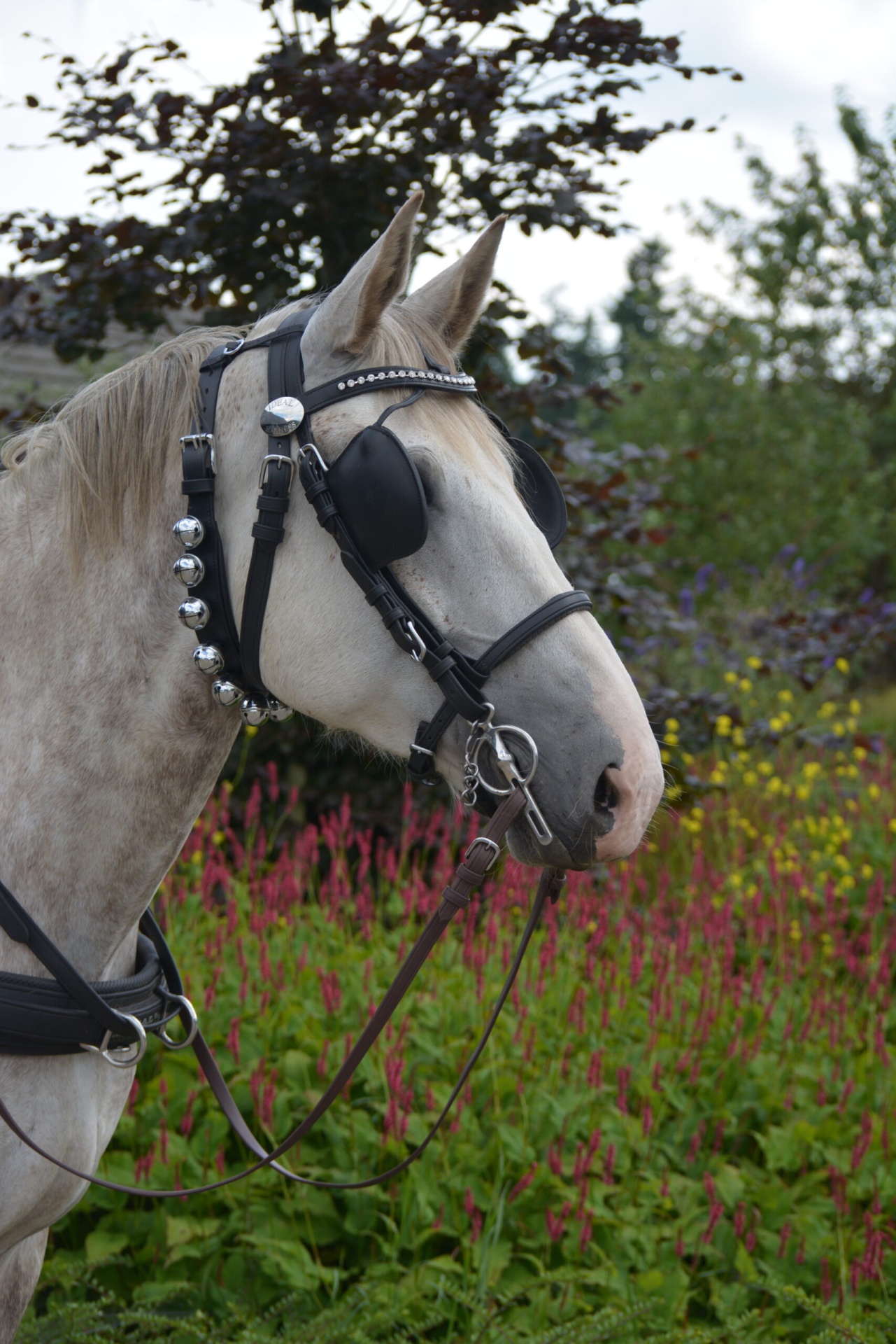 Cavalo com embocadura e venda de olhos pretas, cabeça com decoração prateada, em jardim