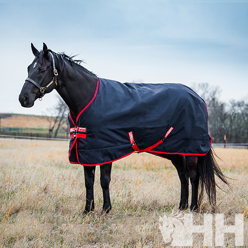 Cavalo preto usando manta azul escura com detalhes vermelhos em campo