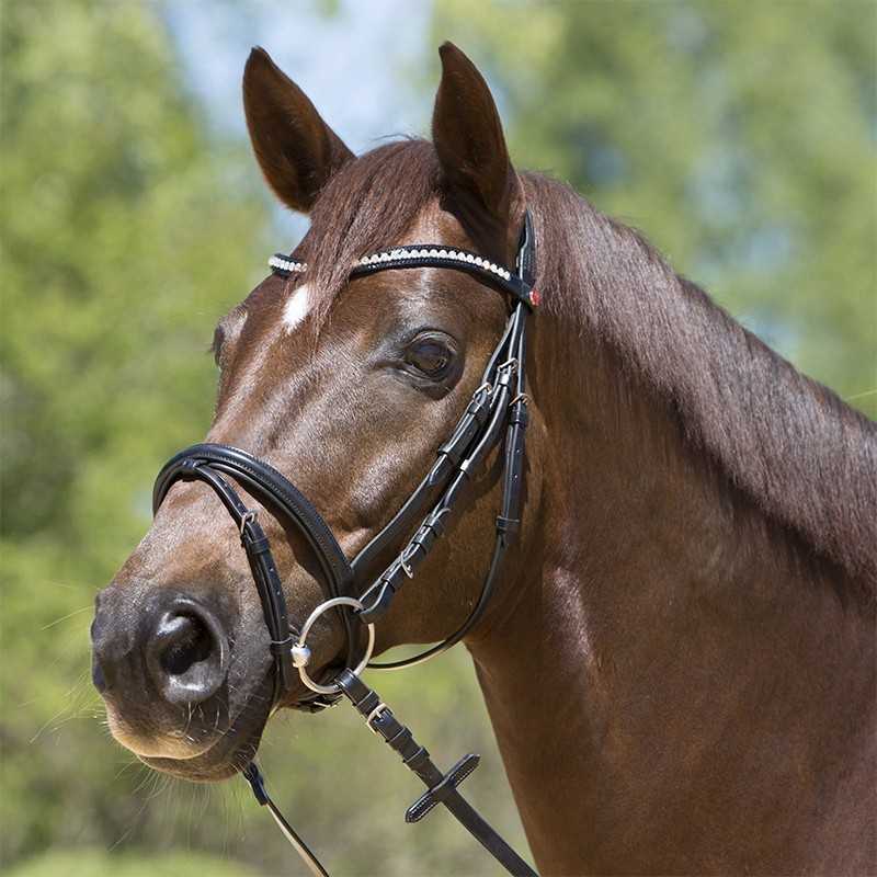 Cavalo castanho com cabresto preto e detalhes em prata ao ar livre