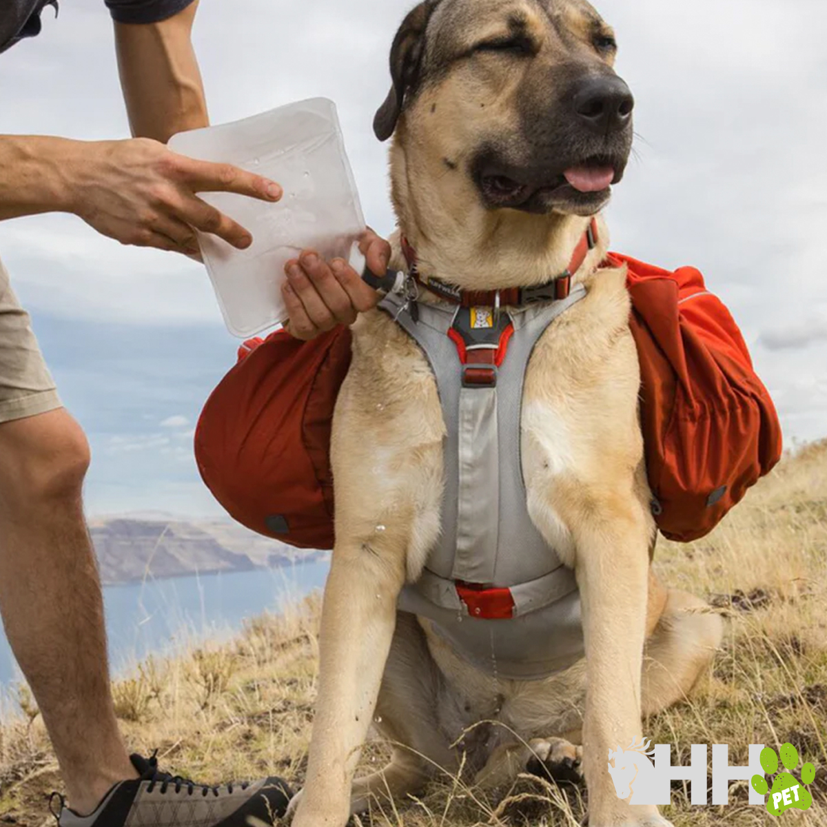 Cão com arnês e mochilas vermelhas num cenário montanhoso
