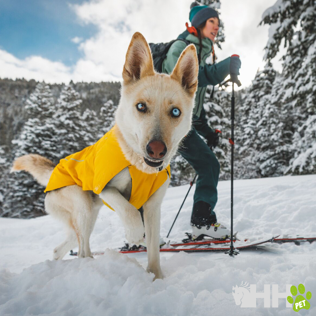 Cão com casaco amarelo na neve com pessoa a esquiar ao fundo