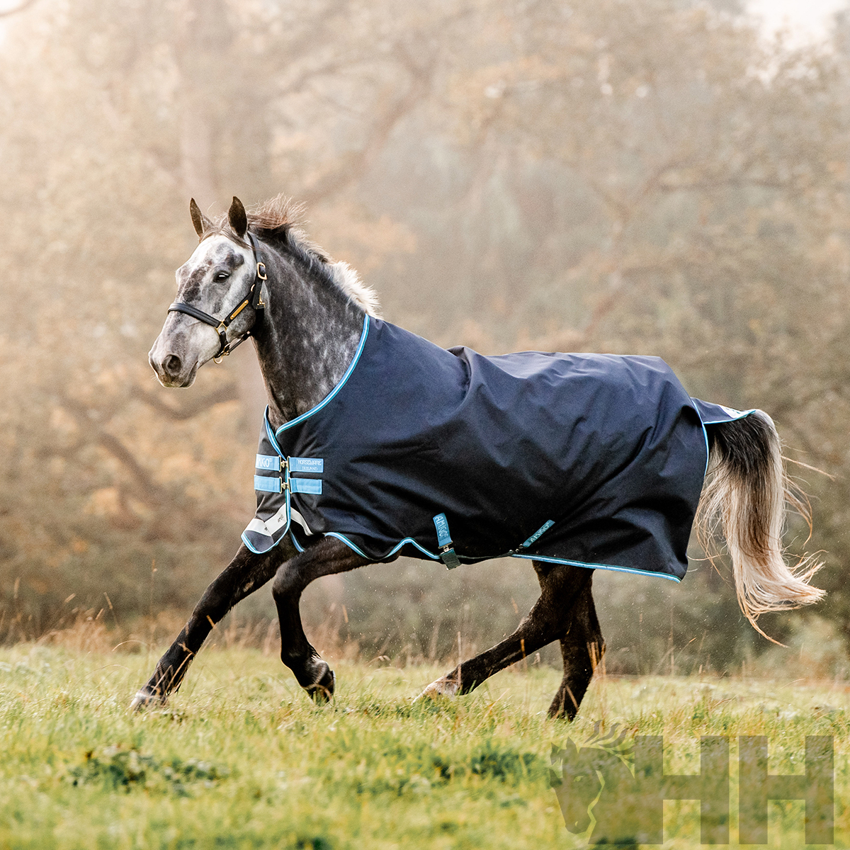Cavalo cinzento com manta azul escura a correr numa pastagem verde