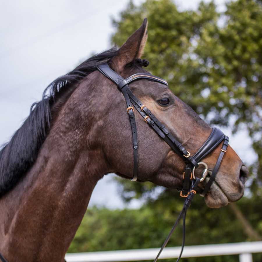 Cavalo castanho com cabresto de couro preto ao ar livre
