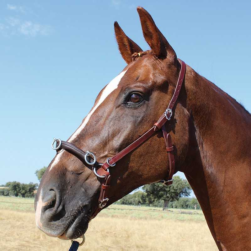 Cabeça de cavalo castanho com cabeçada de couro castanho ao ar livre