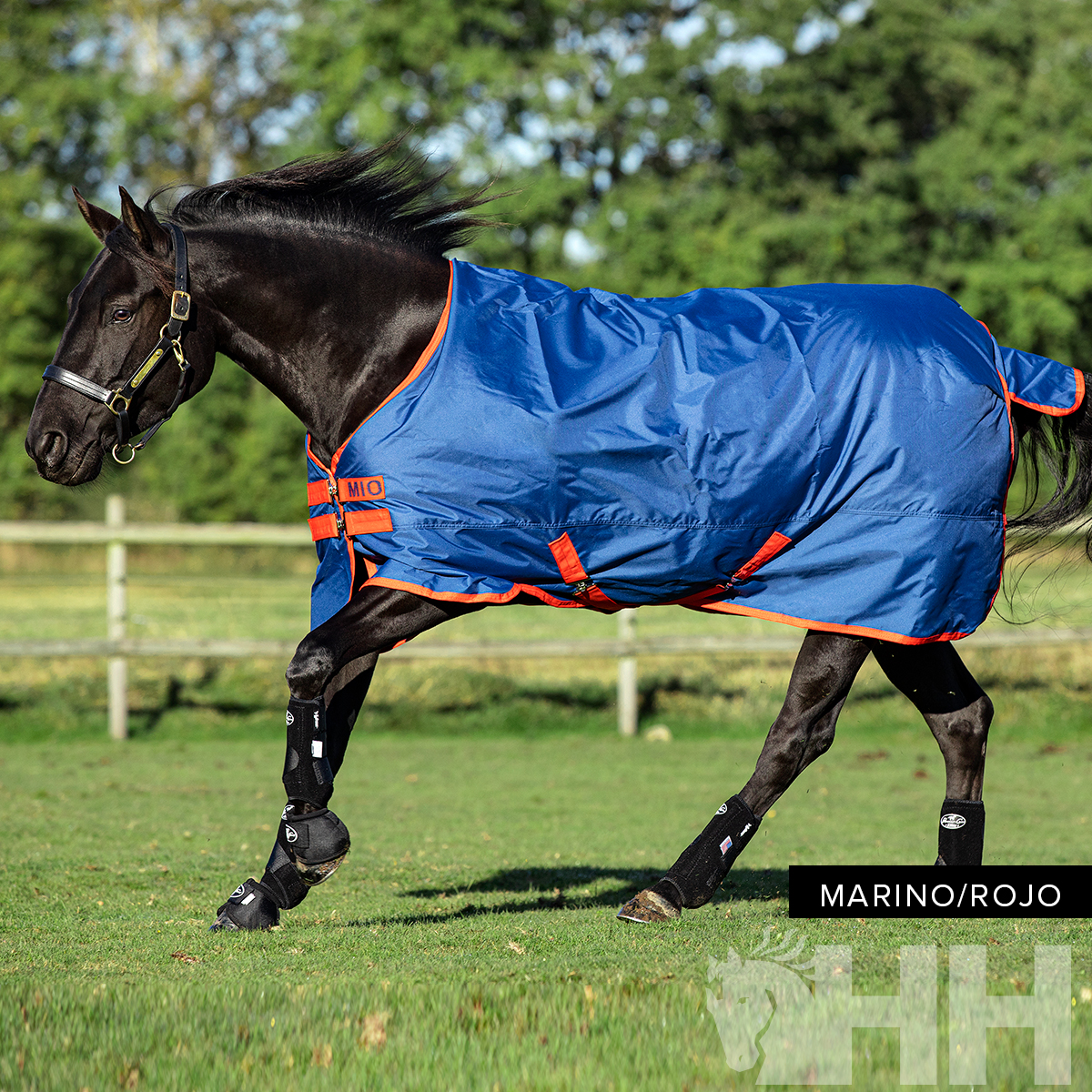 Cavalo com cobertura azul e laranja num campo