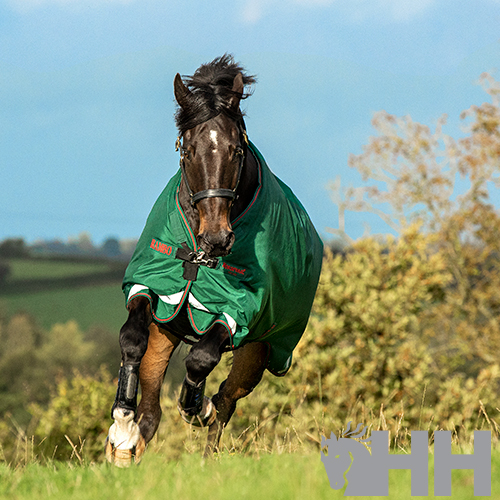 Cavalo castanho a correr em campo aberto com manta verde
