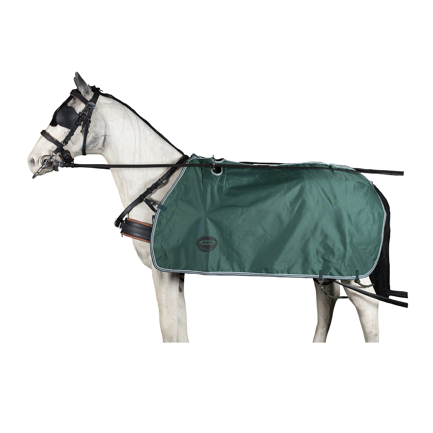 Cavalo com arreio e manta verde escura