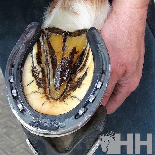Casco de cavalo com ferradura metálica preta e mão humana segurando
