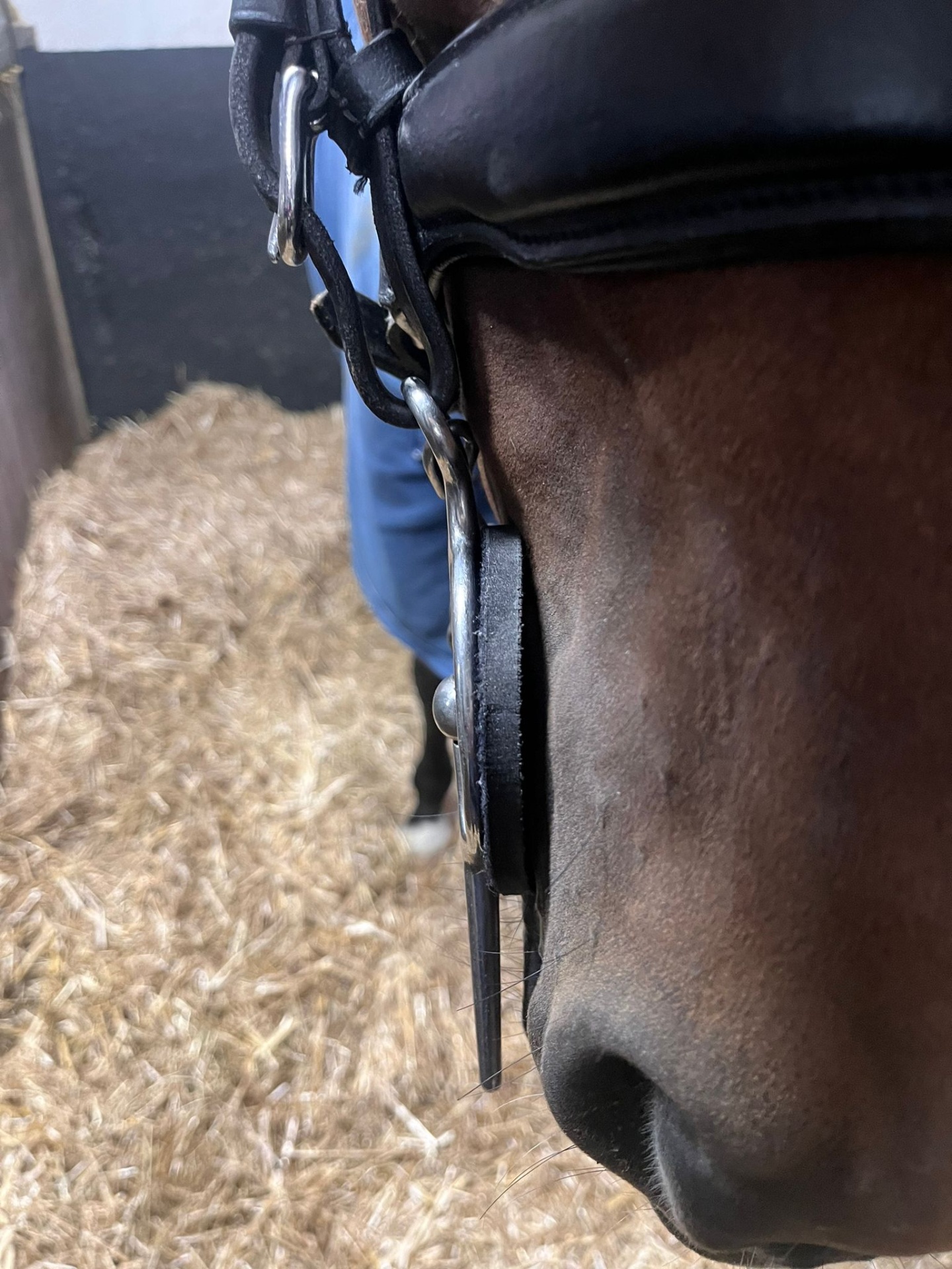 Cavalo castanho com brida preta em piso de palha