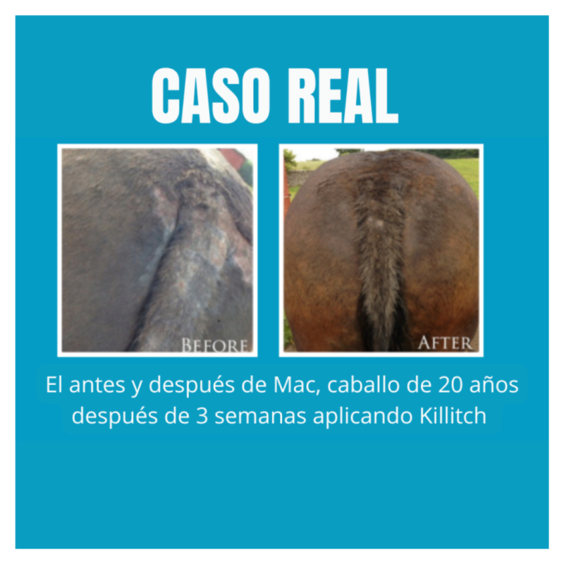 Antes e depois do pelo de um cavalo com texto em espanhol em fundo azul.