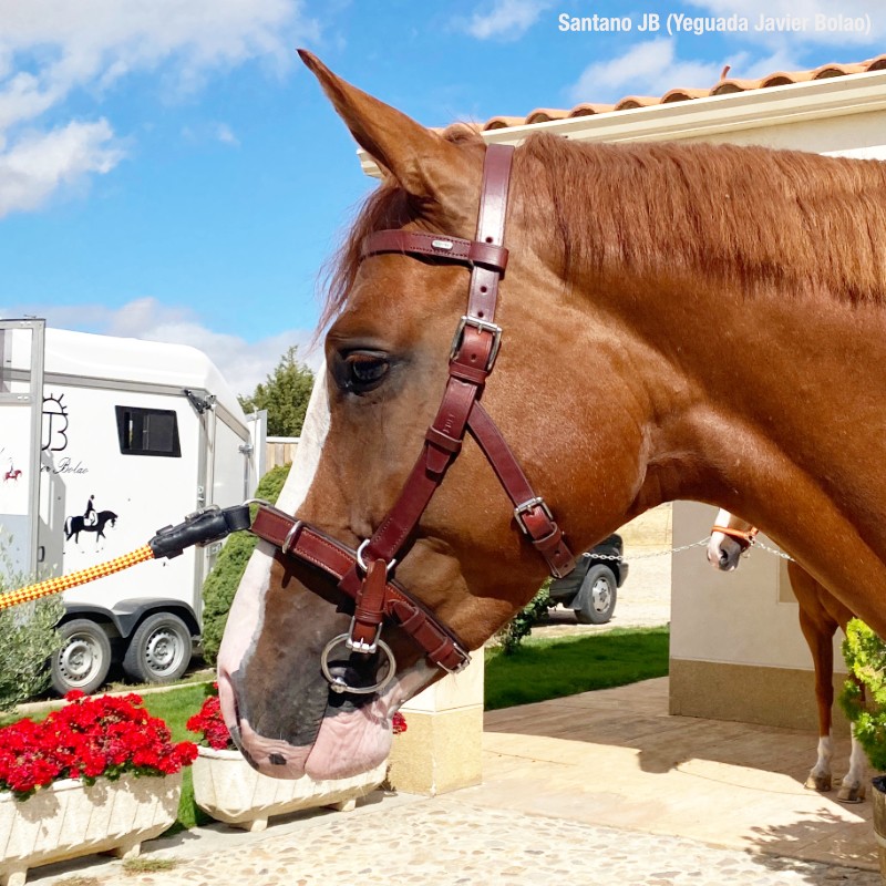 Cavalo castanho com peitoral de couro castanho e mancha branca no focinho em ambiente exterior