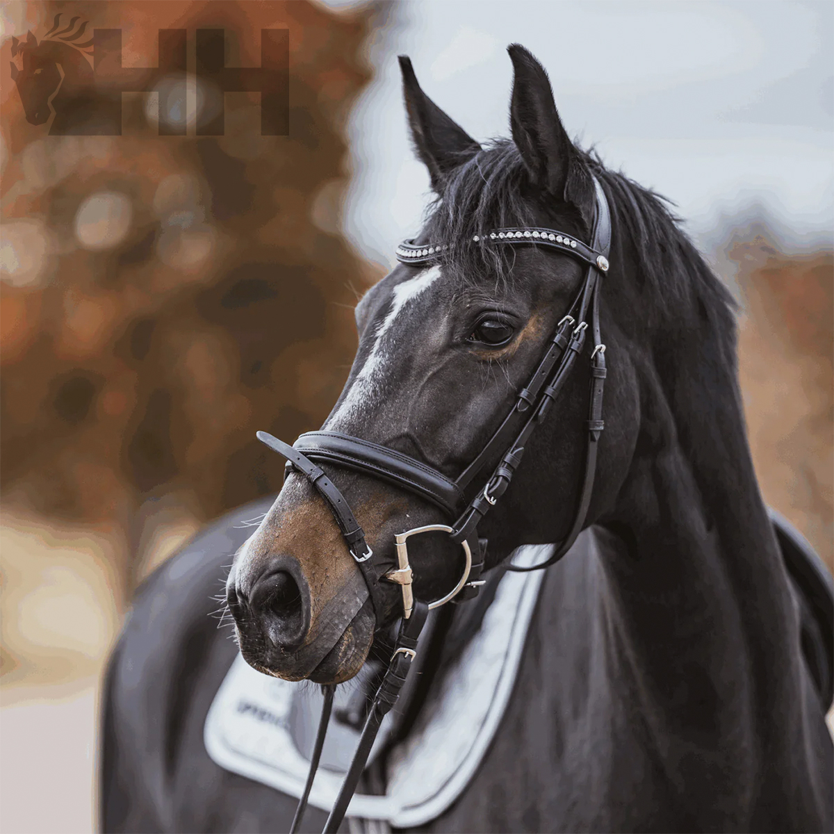 Cavalo preto com cabeçada e selim branco em ambiente exterior