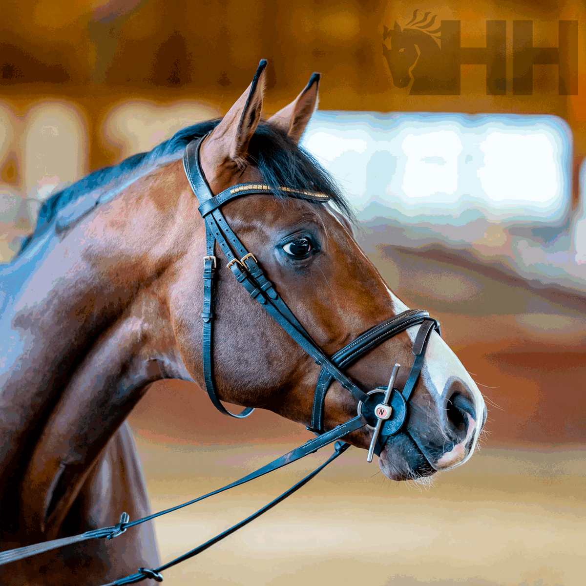 Cabeça de cavalo castanho com arreio de couro preto