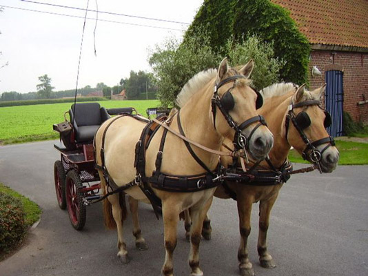 Carruagem com cavalos numa estrada rural ao lado de uma casa