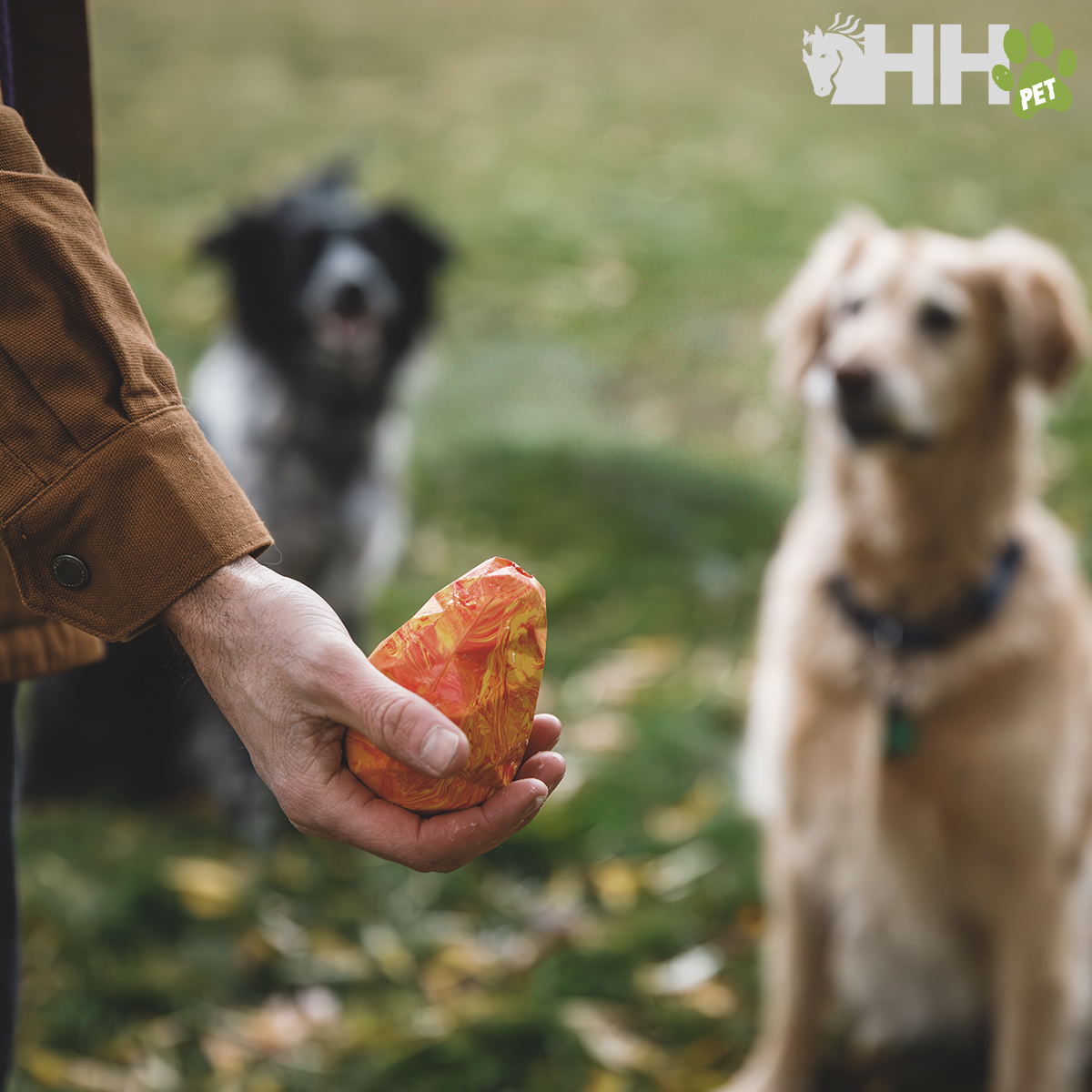 Mão segurando saco descartável laranja para dejetos ao ar livre com dois cães ao fundo