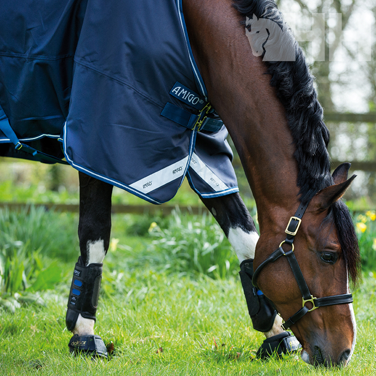 Cavalo castanho com manta azul AMIGO a pastar na relva
