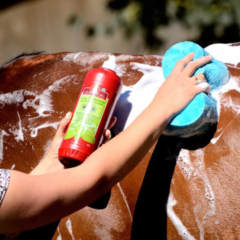 Mão a lavar cavalo castanho com esponja azul e frasco vermelho de sabão