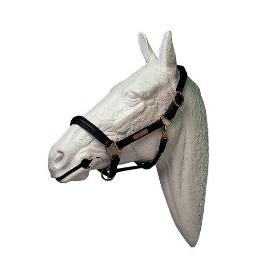 Cabeça de cavalo branca com cabresto preto