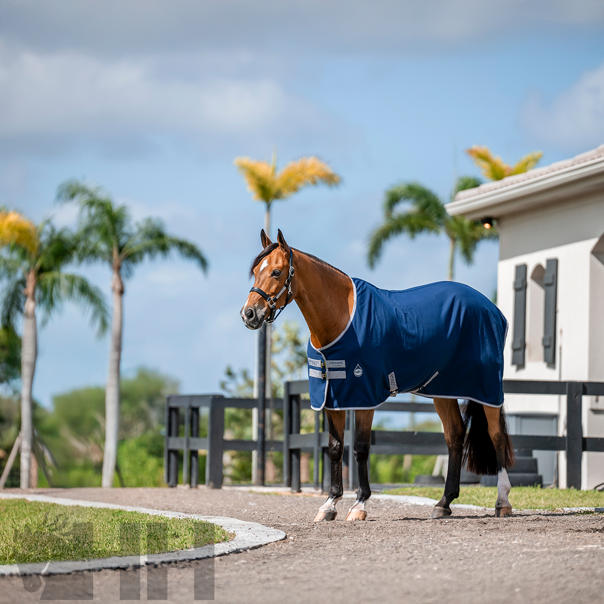 Cavalo castanho com manta azul escura numa área exterior junto a uma casa