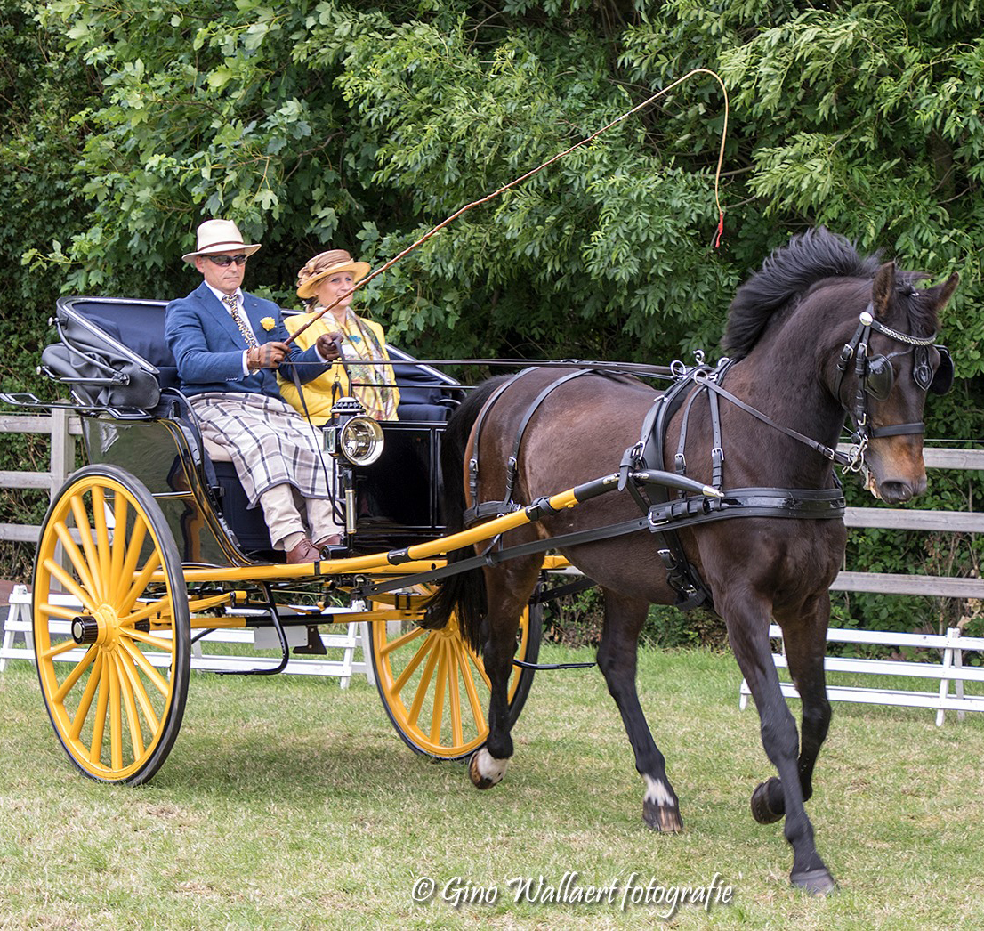 Carruagem puxada por cavalo preto com rodas amarelas em campo verde