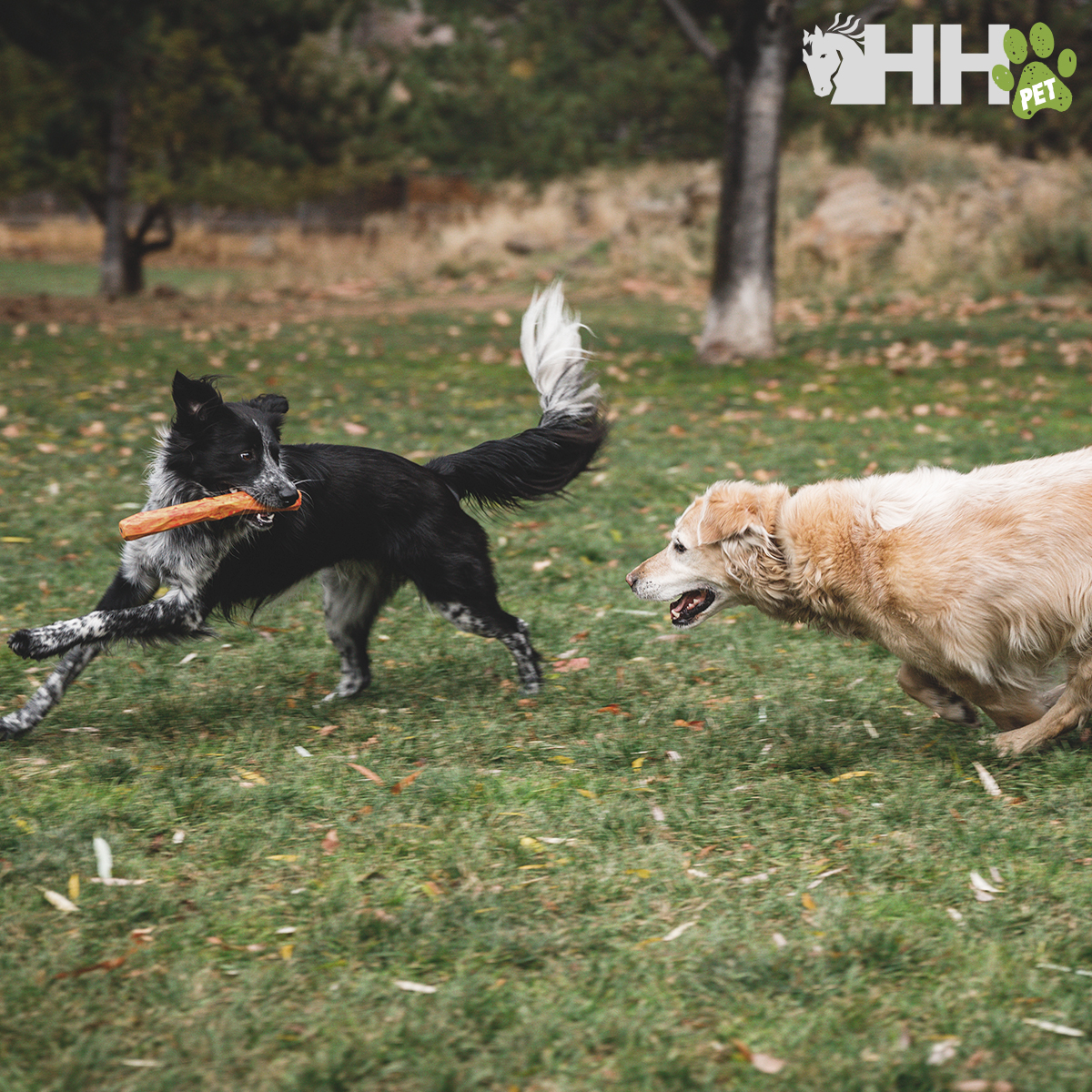 Dois cães a correr num campo verde, um preto com branco com objeto laranja na boca, outro castanho claro a persegui-lo
