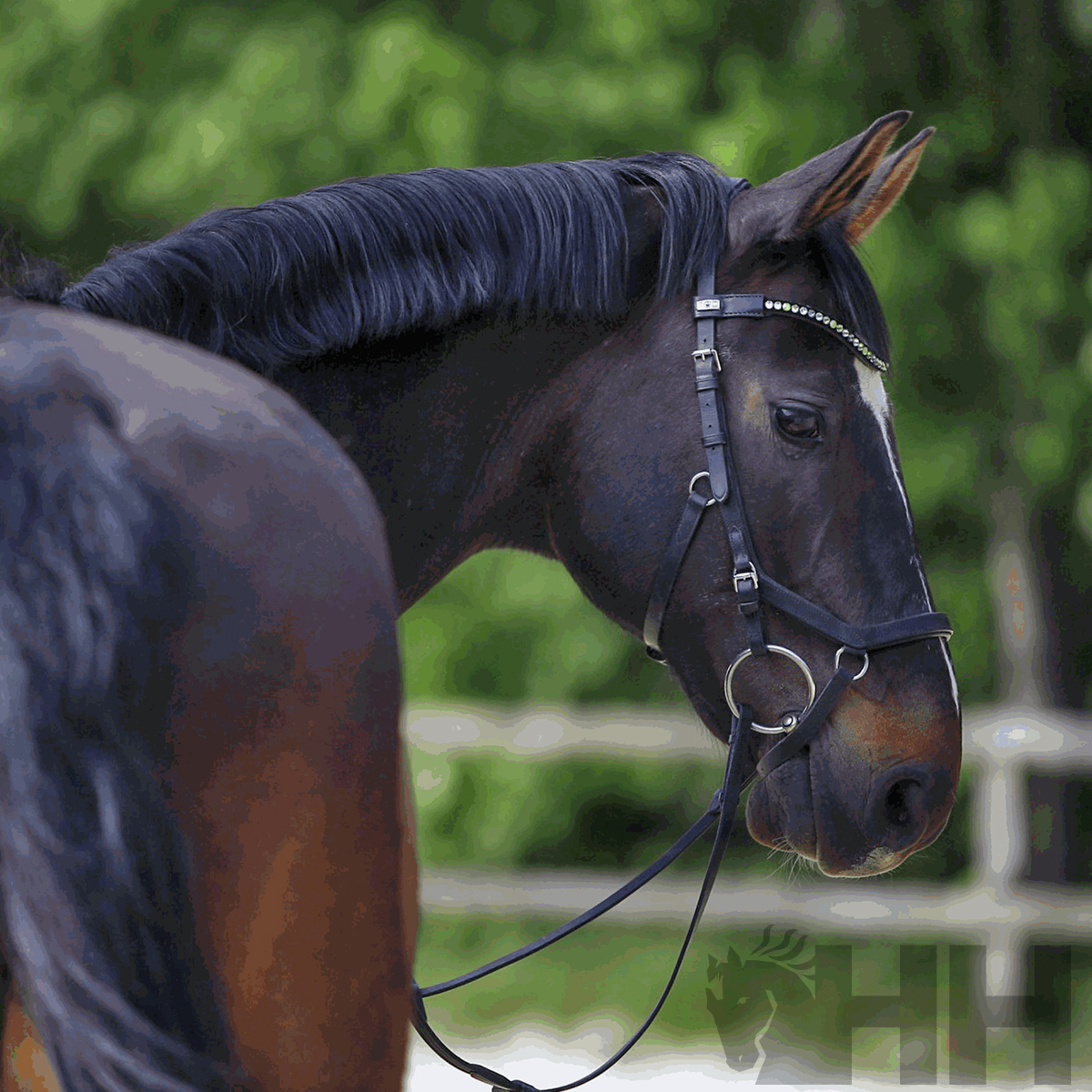 Cavalo castanho com cabedal preto e acessórios de couro com detalhes metálicos ao ar livre