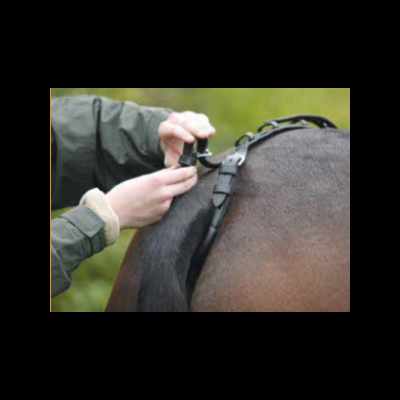 Pessoa a colocar colar com dispositivo numa coleira preta em cavalo castanho