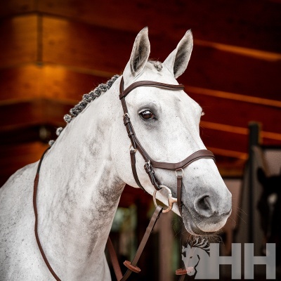 Cavalo branco com cabedal e ambiente interior de madeira
