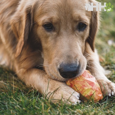 Cão dourado com brinquedo amarelo e vermelho na relva