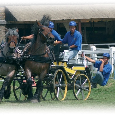 Carruagem desportiva amarela puxada por dois cavalos castanho-escuros com condutores em camisolas azuis